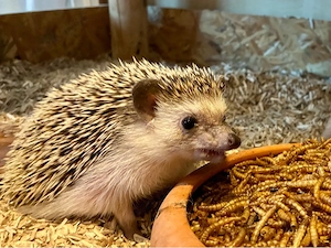 afrikanischer Weißbauchigel weiblich sucht neues Zuhause