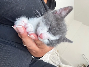 baby kitten