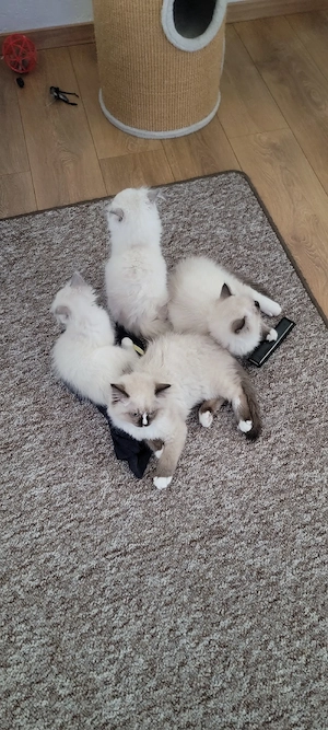 rogdoll kittens 
