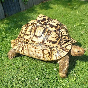 Pantherschildkröte weibl.