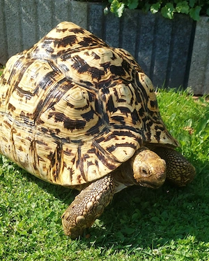 Pantherschildkröte weibl.