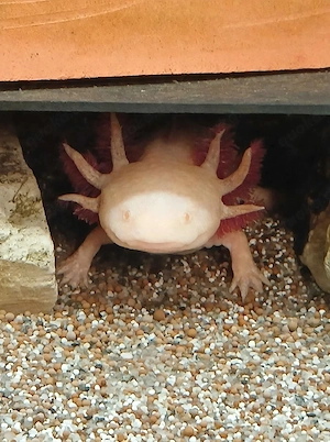 3 Axolotl (m+m+w)