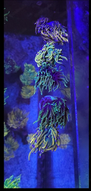Verschiedene Euphyllia Korallen (Nachzuchten) 