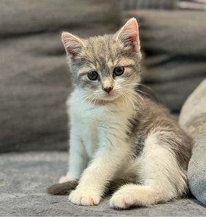   Diese kleine Maus sucht ein liebevolles Für-immer-Zuhause.   
