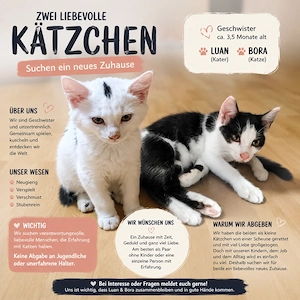 2 Katzen abzugeben - 3,5 Monate alt