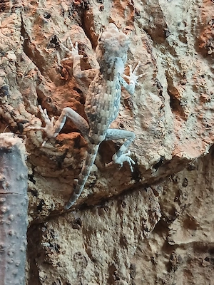 2 Pristurus Carteri Masirah Babies