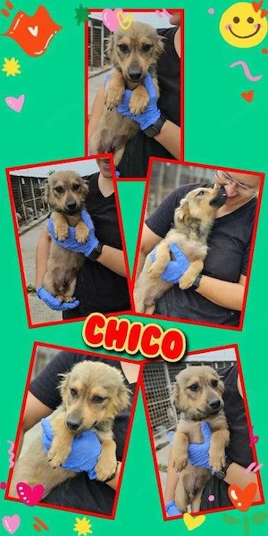 wunderschöner Welpenjunge "Chico" sucht ein liebevolles Zuhause