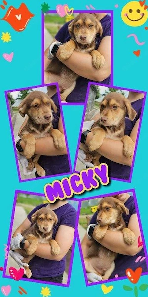 bezaubernder Welpenjunge "Micky" sucht ein liebevolles Zuhause
