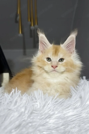 Ein außergewöhnlicher Maine-Coon-Gentleman sucht sein Zuhause für immer.