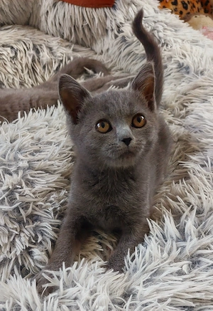Zuckersüße BKH-Siam-Mix Kitten