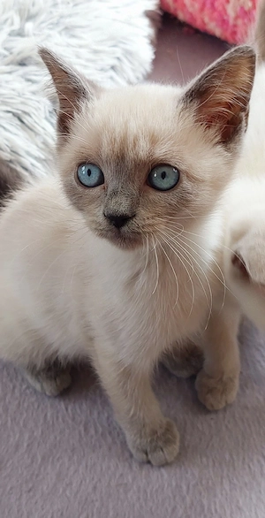 Zuckersüße BKH-Siam-Mix Kitten