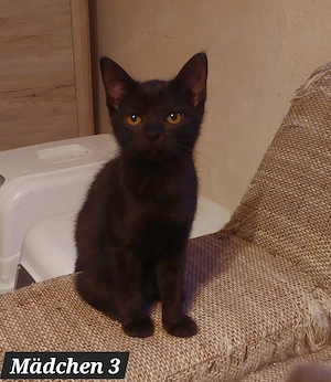 Zuckersüße BKH-Siam-Mix Kitten