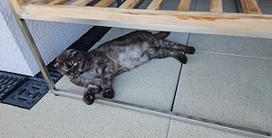 BKH Hauskatze