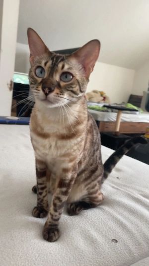 Einzigartige Reinrassige Bengal Katze mit Stammbaum 
