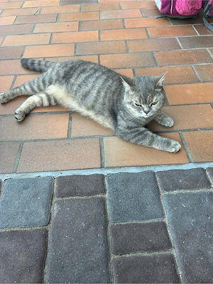 Britisch Kurzhaar Katze (Weibchen, 2 Jahre) abzugeben
