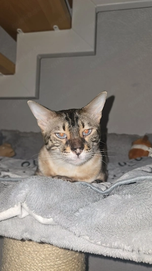 Einzigartige Reinrassige Bengal Katze mit Stammbaum 