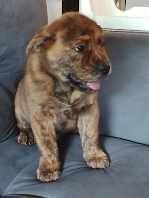 Chow -Chow Shiba-Inu mix