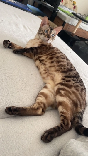 Einzigartige Reinrassige Bengal Katze mit Stammbaum 