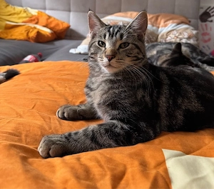 Kater Cookie (1,5 Jahre alt)