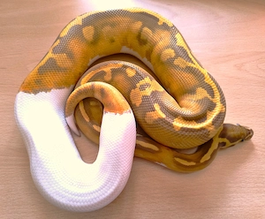 0,1 Ultramel Piebald NZ25