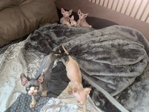 sphynx kitten 