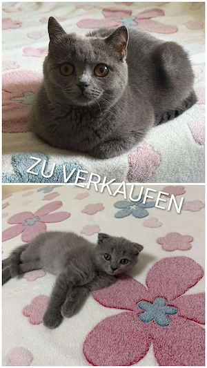 Katzen suchen ein liebevolles Zuhause