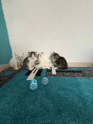 Katzenbabys Kitten 