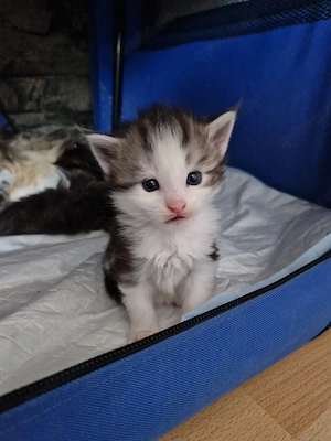 3 reinrassige Main Coon kitten 