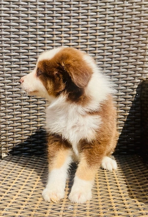 Dieser hübsche Australian Shepherd