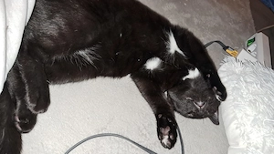 Katerchen 3,5 Monate alt (Flaschenkind)