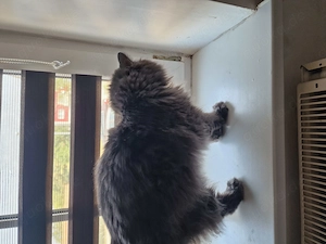 Kater Britische Longhair 5 jahre alt 