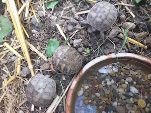 Griechische Landschildkröten!