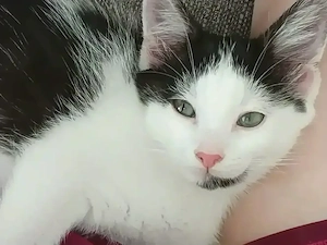 Katze kitten weiblich 