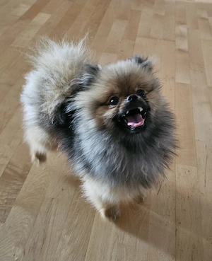 Zwergspitz (Pomeranian