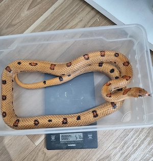 Lampropeltis Magmaking Motlay 1.0 2022 576g Hamm 12.09 