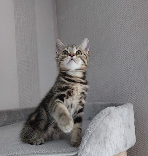 Bkh Kitten, Geschwisterchen, zu vermitteln 