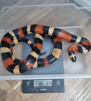 Lampropeltis triangulum campbelli 2022 Hamm 12.09 Reservierung möglich