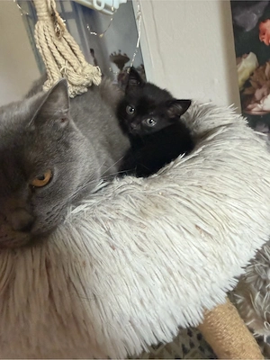 bkh mix kitten