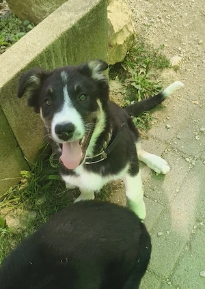 Bordercollie Australien shepherd Welpen suchen Zuhause 
