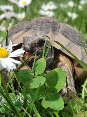 Testudo Marginata Breitrandschildkröte Weiblich