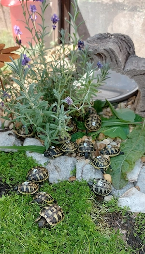 Griechische Landschildkröte NZ 2026 THB Testudo hermanni boettgeri