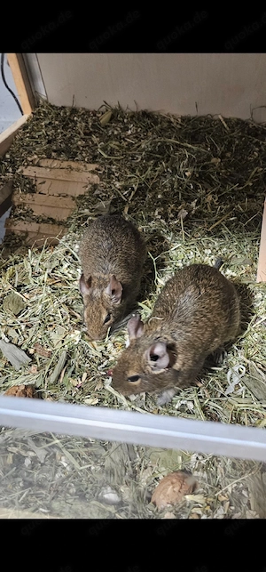 4er Degu Gruppe mit Kleintiervilla Käfig