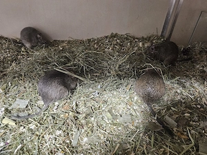 4er Degu Gruppe mit Kleintiervilla Käfig
