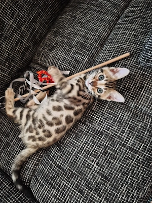 bengalkatze (Madchen)
