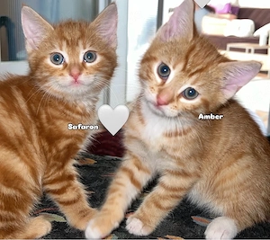 Amber, Safaron Maine Coone Mix Kater