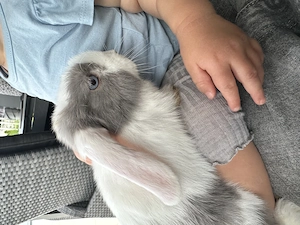 Minilop Miniloop Mini Loop lop Zwergkanninchen Babys