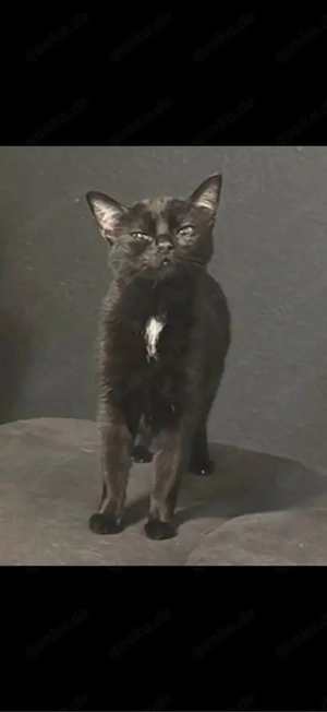 bkh mix katze