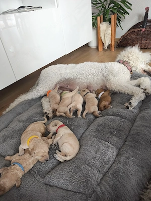 Pudel Königspudel Großpudel Riesenpudel Standardpudel creme weiss braun apricot Hund Haustier Tier