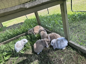 Minilop Miniloop mini-lop Zwergkanninchen Hasen Baby 