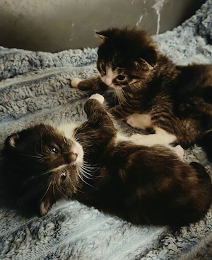 Kitten (Hauskatze)
